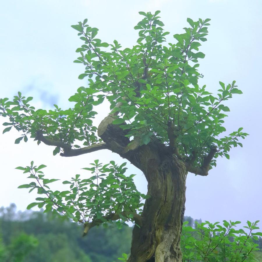 Alam Bali Lake View 방글리 외부 사진